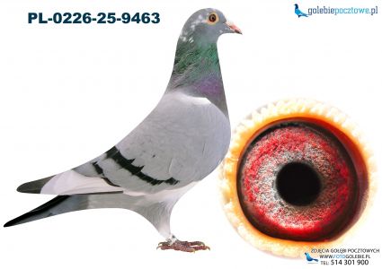 PL-0226-25-9463