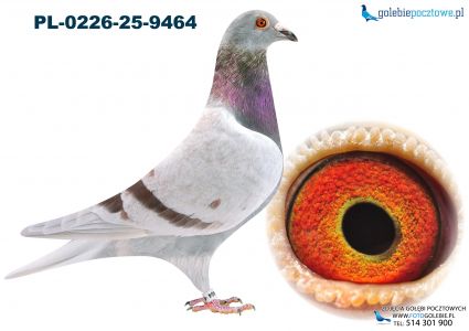 PL-0226-25-9464