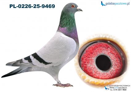 PL-0226-25-9469