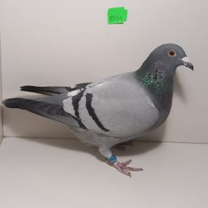 PL-0229-21-8534 Najlepsze Gołębie Linii Olech, Gabryś i Pawłowski