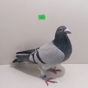 PL-0229-21-8670 Najlepsze Gołębie Linii Olech i Gabryś