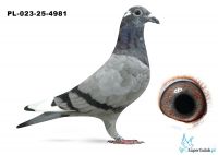 PL-023-25-4981 półsiostra KEBABA