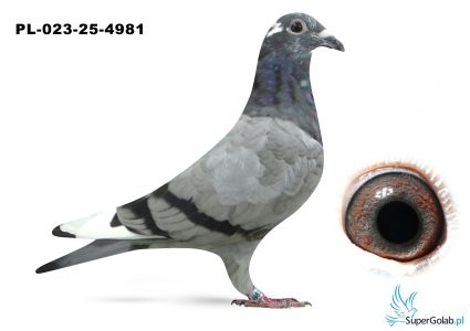 PL-023-25-4981 półsiostra KEBABA