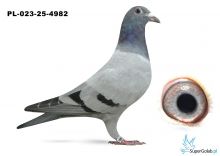 PL-023-25-4982 półbrat KEBABA