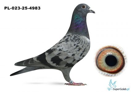 PL-023-25-4983 półbrat DAKAR ARMANDO ( 3 AS Polski )