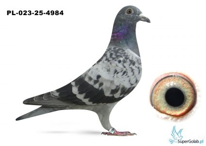 PL-023-25-4984 półbrat DAKAR ARMANDO ( 3 AS Polski )