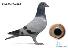 PL-023-25-4985 córka COMY, wnuczka DAKARA , wnuczka KARIN 