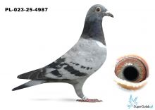 PL-023-25-4987 inbred DAKAR