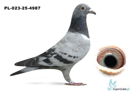 PL-023-25-4987 inbred DAKAR