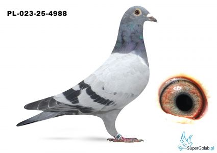 PL-023-25-4988 inbred DAKAR