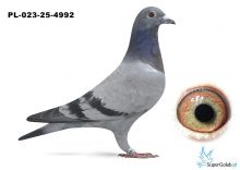 PL-023-25-4992 wnuk DAKARA