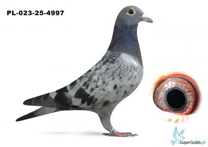 PL-023-25-4997 wnuk DAKARA