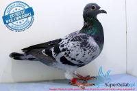 PL-0231-17-6020