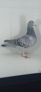 PL-0231-21-8721 Org. Maziarz