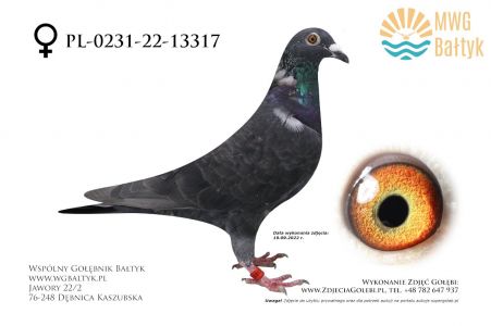 PL-0231-22-13317: Florek Wojcieszak, m.in. 85m. z FINAŁU