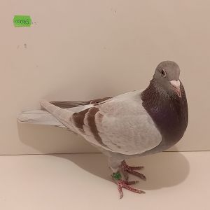 PL-0235-23-10065 Linia 