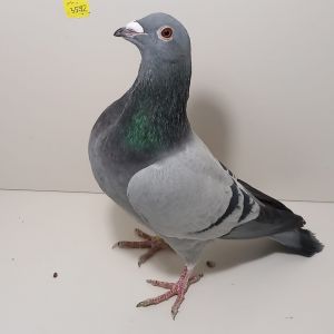 PL-0235-24-3592 Mocny Inb. 1726 1360 po org. M.T.M Pałka