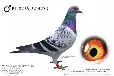 PL-0236-22-4255: Bochenczak Jan Gołąb z hodowli: Bochenczak Jan