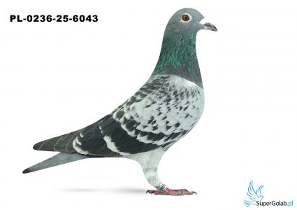 PL-0236-25-6043 20. NOWY SĄCZ