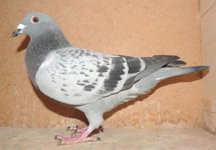 PL-0239-20-2613 - org. Jabłoński-Tański, linia Turbo Kim, Ivan