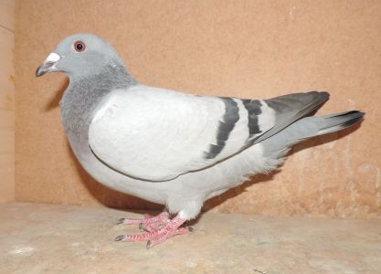 PL-0239-20-2647 - org. Jabłoński-Tański, Roeper x Bohlmann