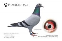 PL-0239-21-15341: Jabkowski Andrzej
