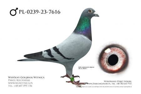 PL-0239-23-7616: Andrzej Jabkowski, m in 10m, 39m, 27m, 15m, 5m, 10m z FINAŁU