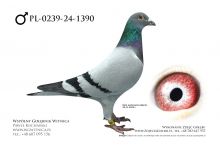 PL-0239-24-1390: Adrian Jabkowski, m in 39m, 18m, 26m, 23m, 22m, 1m z FINAŁU