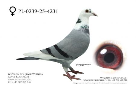 PL-0239-25-4231: Andrzej Jabkowski