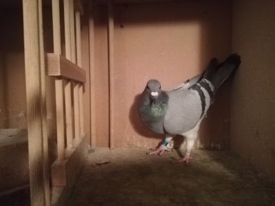 PL. 024.16.4393 Bracia Czarn.