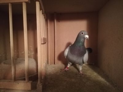 PL. 024.17.4315 Bracia Czarny