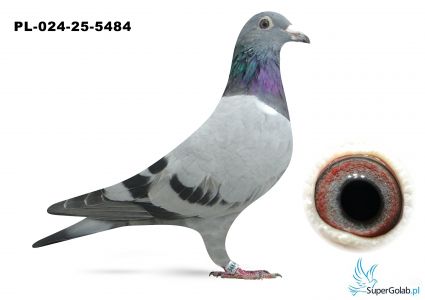 PL-024-25-5484 wnuk DAKARA