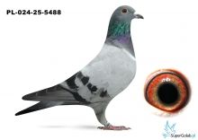 PL-024-25-5488 inbred DAKAR ( podwójny wnuk)