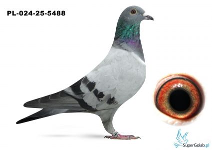 PL-024-25-5488 inbred DAKAR ( podwójny wnuk)