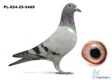 PL-024-25-5489 inbred DAKAR ( podwójny wnuk)