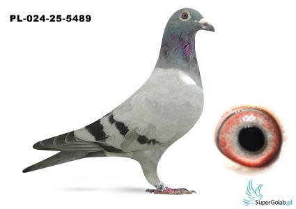 PL-024-25-5489 inbred DAKAR ( podwójny wnuk)