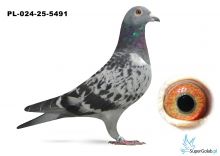PL-024-25-5491  inbred MERCEDES