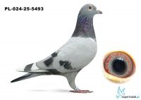 PL-024-25-5493 inbred MERCEDES