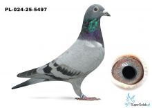 PL-024-25-5497 inbred EURO DIAMOND 