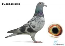 PL-024-25-5499 - wnuk MERCEDES -11