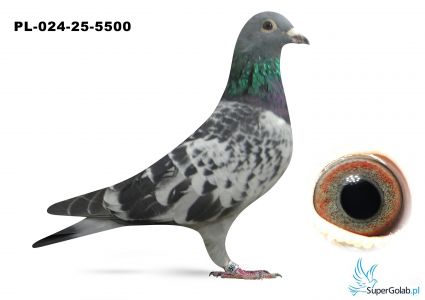 PL-024-25-5500 inbred DAKAR 