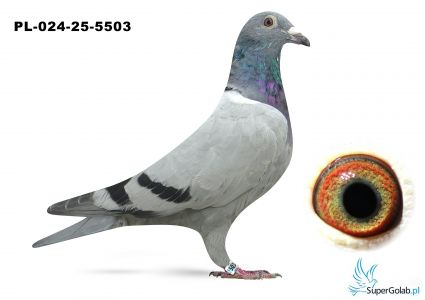 PL-024-25-5503 wnuk COMY i DAKARA