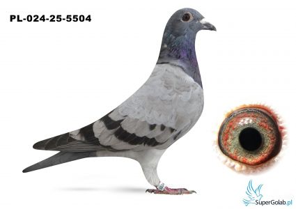 PL-024-25-5504 inbred DAKAR