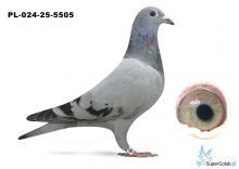 PL-024-25-5505 inbred DAKAR 