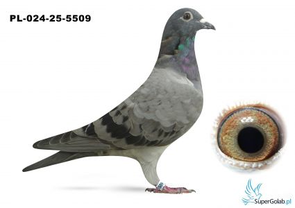 PL-024-25-5509 linia EURO DIAMONT x Linia DAKAR i GLADIATOR Gearinckx