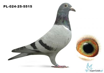 PL-024-25-5515 inbred DAKAR