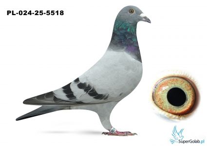 PL-024-25-5518
