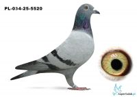 PL-024-25-5520  inbred VERY x inbred DAKAR