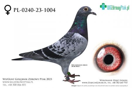 PL-0240-23-1004: ZOSIA/BASIA, m in 43m, prawdopodobnie samica