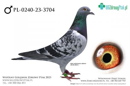 PL-0240-23-3704: MARIMAR, m in 4m  prawdopodobnie samiec